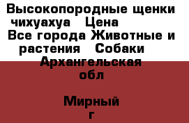 Высокопородные щенки чихуахуа › Цена ­ 25 000 - Все города Животные и растения » Собаки   . Архангельская обл.,Мирный г.